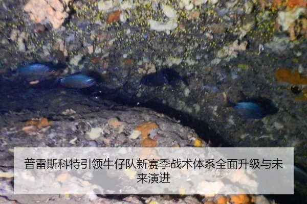 普雷斯科特引领牛仔队新赛季战术体系全面升级与未来演进